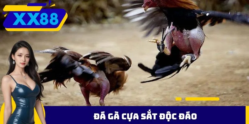 Đá gà cựa sắt độc đáo